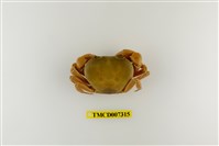 藏品(黃灰澤蟹)的圖片